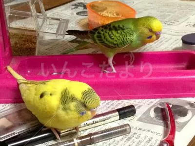 コメントの画像