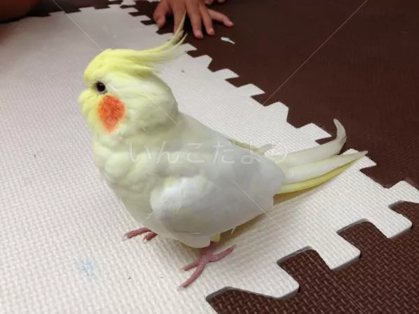 コメントの画像