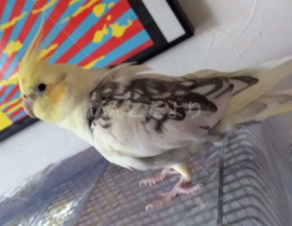 コメントの画像