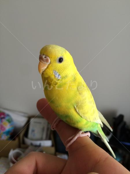 コメントの画像