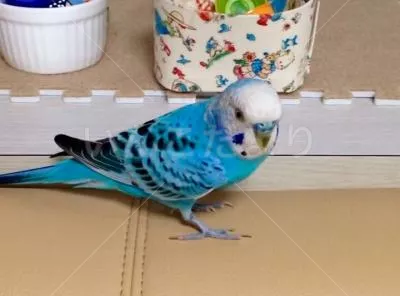 コメントの画像