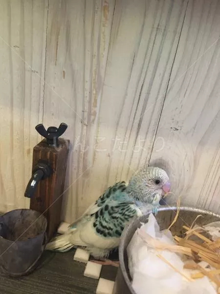 コメントの画像