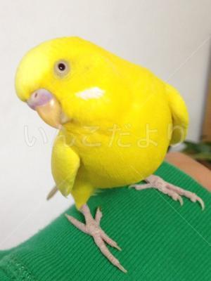 コメントの画像