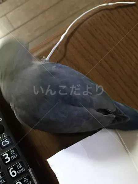 コメントの画像