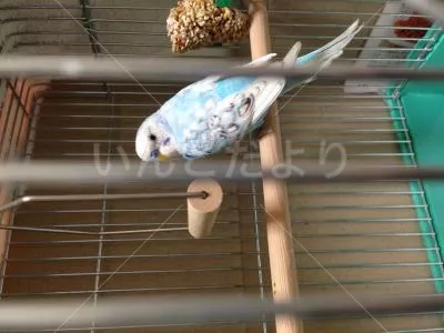 コメントの画像