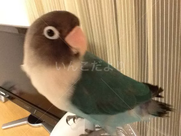 コメントの画像