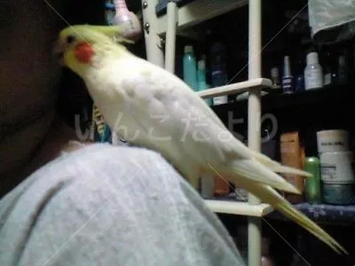 コメントの画像