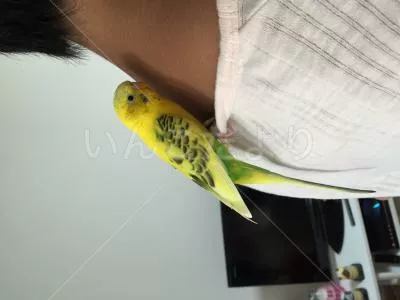 コメントの画像