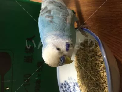 コメントの画像