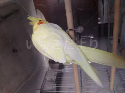 コメントの画像