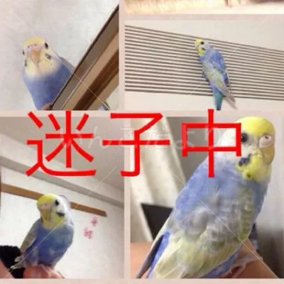 コメントの画像