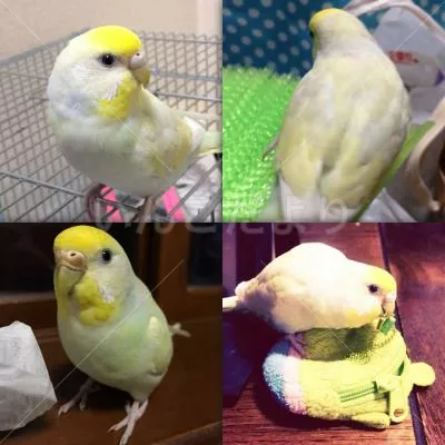 コメントの画像