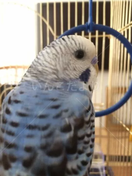 コメントの画像