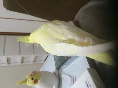 コメントの画像