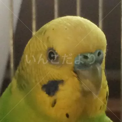 コメントの画像