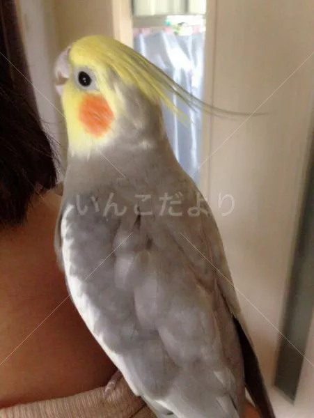 コメントの画像