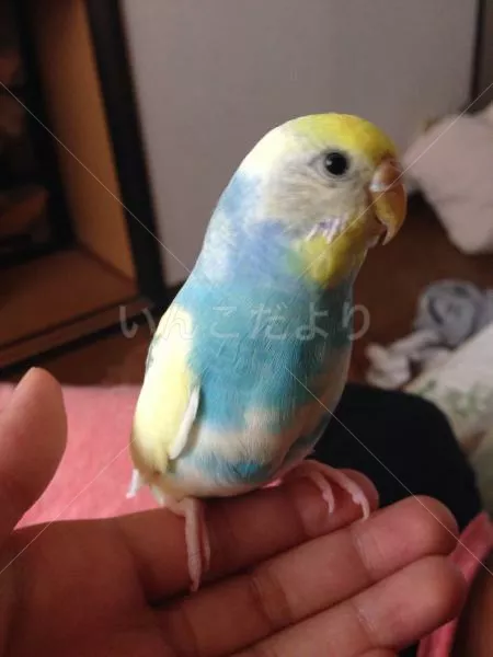 コメントの画像