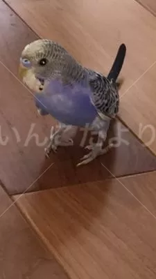 コメントの画像