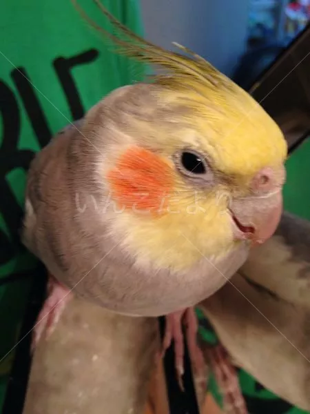 コメントの画像