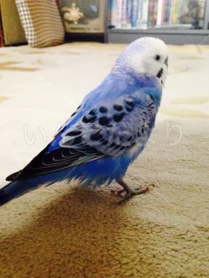 コメントの画像