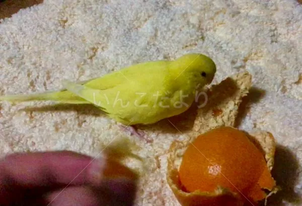 コメントの画像