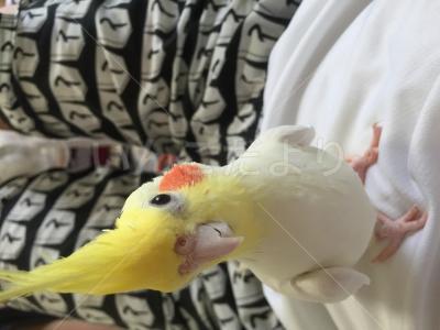コメントの画像