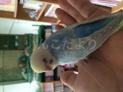 コメントの画像