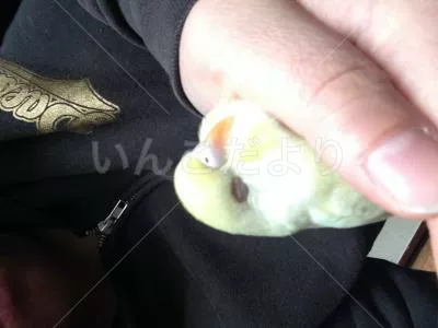 コメントの画像