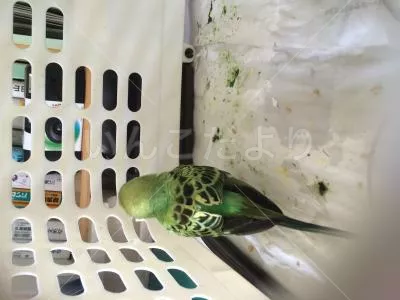 コメントの画像