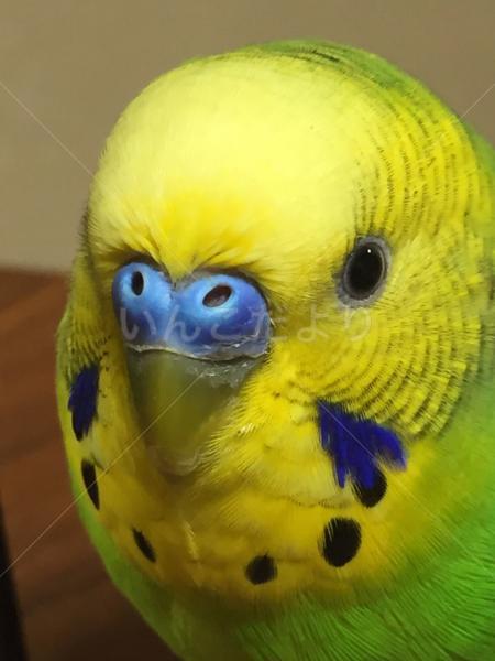 コメントの画像