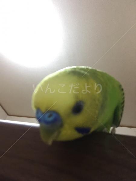 コメントの画像