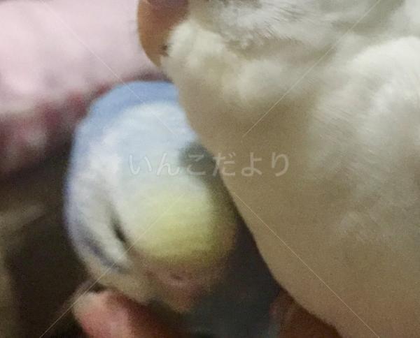 コメントの画像