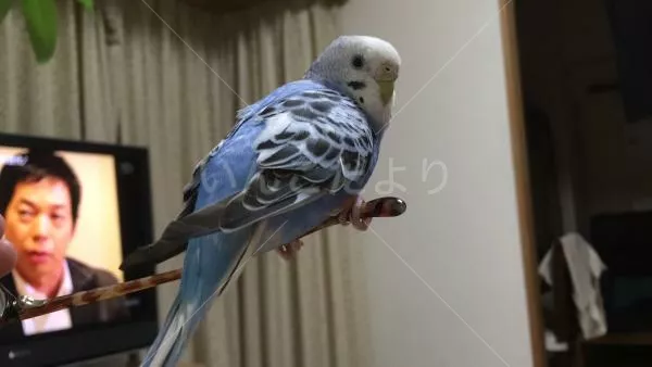 コメントの画像