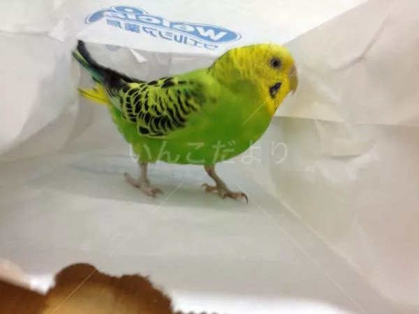 コメントの画像