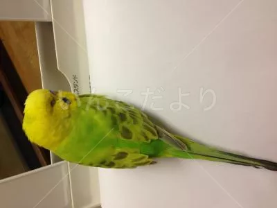 コメントの画像