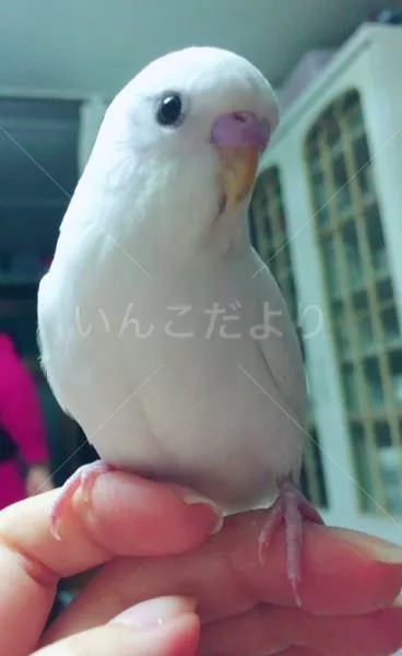 コメントの画像