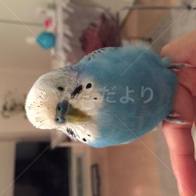 コメントの画像