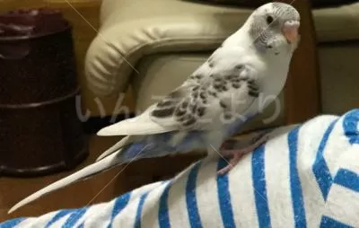 コメントの画像