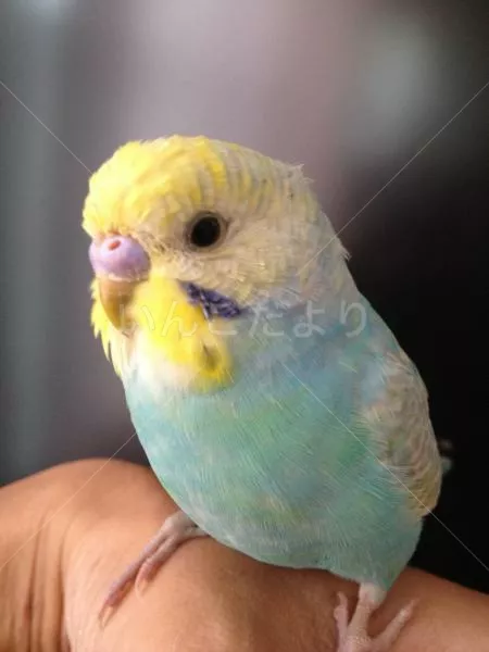 コメントの画像