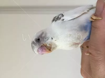 コメントの画像