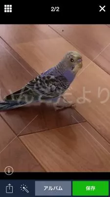 コメントの画像