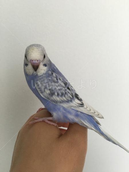 コメントの画像