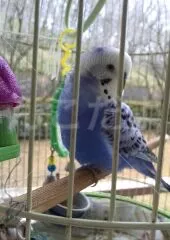 コメントの画像