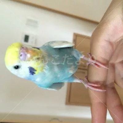 コメントの画像