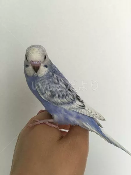 コメントの画像