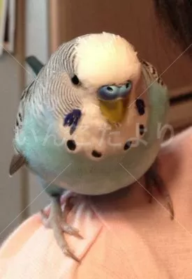 コメントの画像