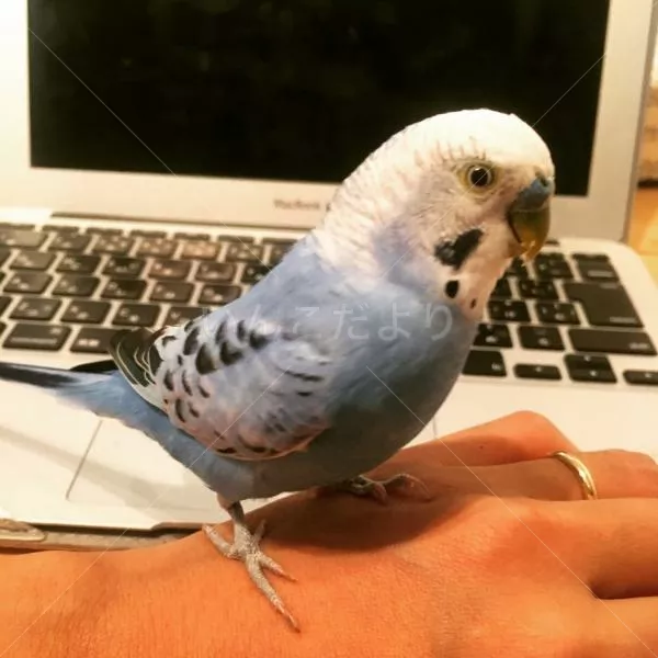 コメントの画像