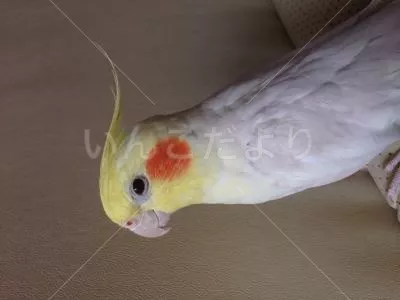 コメントの画像