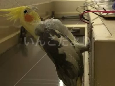 コメントの画像