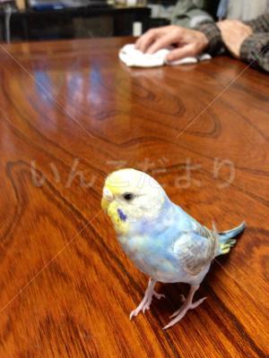 コメントの画像